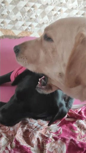 rider Tiger Labrador cuteness overload