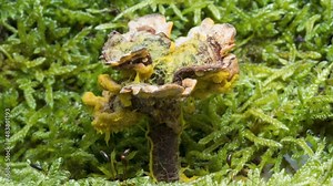 Schleimpliz oder Blob (Physarum polycephalum)