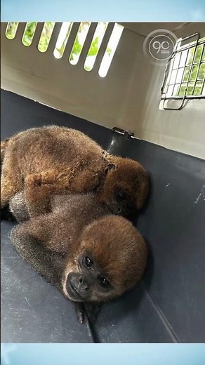 Operativo en Calima, El Darien permitió la recuperación de fauna silvestre en cautiverio