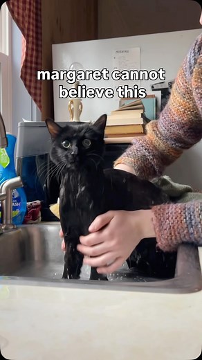 poor margaret 🥲 she always throws up on herself or has diarrhea on herself in the car (gabapentin or not) - going forward i’ll be seeing if we can get a prescription of cerenia to help with future motion sickness AND putting a towel at the bottom of the tub/sink if i ever have to bathe her again so it’s easier for her to grip onto something! in the moment it didn’t even cross my mind but i’ll be doing that in the future should she vomit on herself again! _______ #fyp #cats #catsofinstagram | Lu