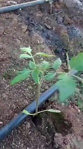 Deficiencia nutricional en tomate y con cuál fórmula fertilizar para corregir #nutricion #tomate #plantas | El campo Plus