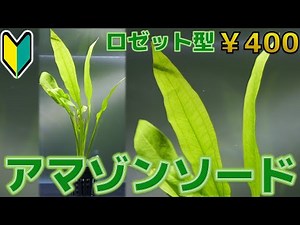 【水草紹介】歯形を付けよう。アマゾンソード【ふぶきテトラ】