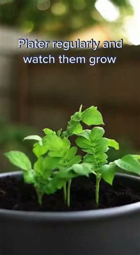 How to grow potatoes in a container #shorts #garden #farming