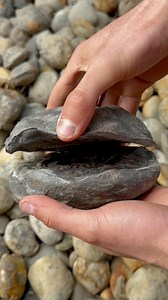 804K views · 9K reactions | Here’s an ammonite rock that we found in...