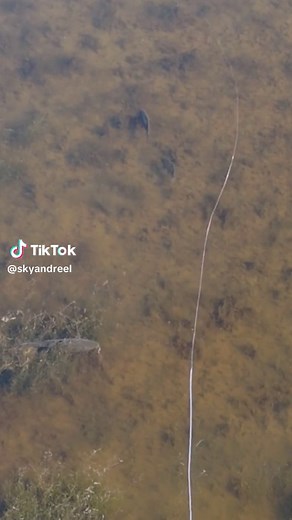 Carp Fly Fishing: The Fastest Growing Trend in Fishing