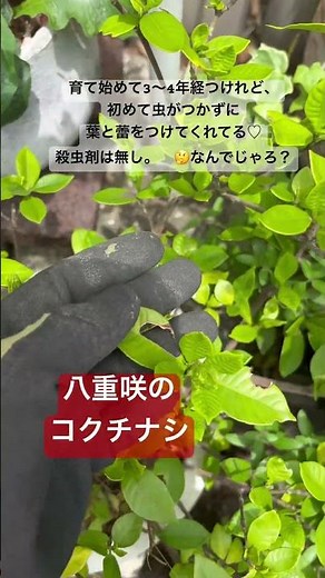 クチナシの小型、コクチナシ(ヒメクチナシ)は今年は元気！#花 #クチナシ#庭作業 #庭 #癒し #植物 #ガーデニング