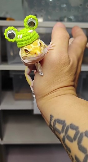 Phạm Đức trên TikTok