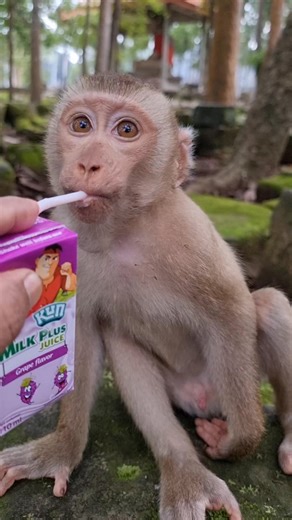 3.3K views · 147 reactions | Luno can't use left hand hold the milk #monkey #feeding #feedinganimals #virals #cutemonkey | Life Of Monkeys | Facebook
