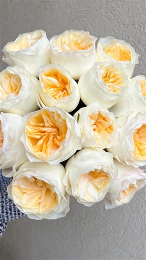 29 reactions | Introducing Aurora Gardens now available through...