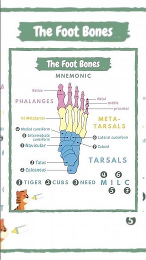 🔥Human Foot Bones: Metatarsals Explained #shorts #unfilteredclasses