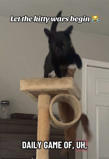 The kitty wars continue in our house 😹 We haven’t moved the old tree to another room and they are kind of obsessed with it. They watch us sleep, catapult from it, chase each other, it’s been a wild game. Katsuki tends to instigate most of the battles 😹 #funnycats #smallthings #catsoftiktok #cutecats #orangecatbehavior