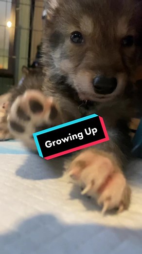 The Rapid Growth of Baby Wolf Dogs