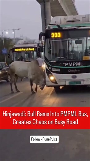 Hinjewadi: Bull Rams Into PMPML Bus, Creates Chaos on Busy Road A shocking incident unfolded in the Hinjewadi area on Thursday when a bull aggressively targeted a PMPML bus, creating panic among commuters. The bull reportedly stood in the middle of the road at a busy junction and repeatedly rammed the front of the bus with its horns. According to eyewitnesses, the sudden attack caused chaos on the road, forcing vehicles to stop and passengers inside the bus to panic. The bus driver immediately h