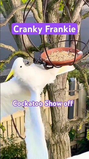 Crazy Funny Wild Cockatoo PLAY DAY! 😄 #Cockatoo #bird #tricks