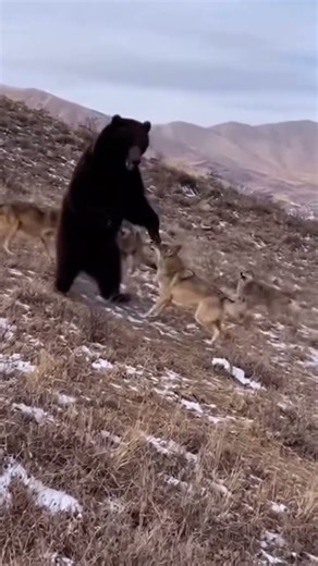 Bear Attacks Wolves In Uzbekistan Mountains