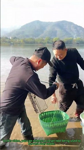Smart River Snail Harvesting: How This Tool Efficiently Collects Snails in Water!