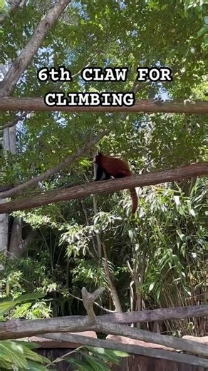 Archive #039: The Rarest Climber in the World 🏮🐾 #Shorts #Nature