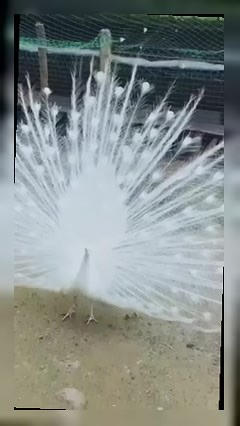 The Majestic Peacock: A Symbol of Beauty and Auspiciousness