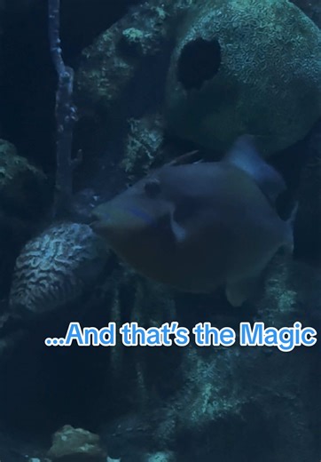 Explore The Seas with Nemo & Friends at EPCOT