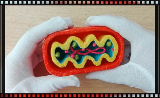 How to Make Mitochondria Model | Handmade Mitochondria Model making | How to Craft Model of Mitochondria Simple and easy way to make mitochondria model. The video also contains the labled image. Hope my videos are helpful. Materials: 1. Thermocol/ Styrofoam Sheet (1 inch thick ) 2. German White Glue 3. Cutting Blades 4. Tissue Roll 5. Colours ( Poster or Acrylic Paint ) 6. Water 7. Brushes The colour cone I use in my Tutorials contains white glue and colour mixed well. I have uploaded video on m