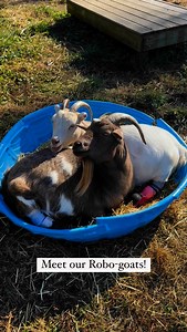 Meet our Robo-goats, one of our special needs herds! | GoatsofAnarchy
