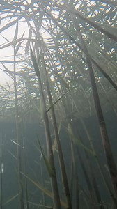 KVD Tip of the Week! | Bass Pro Shops | Strike King Lure Company | Lew's | Mustad Fishing | #fishingtips | #bassfishing | | Kevin VanDam