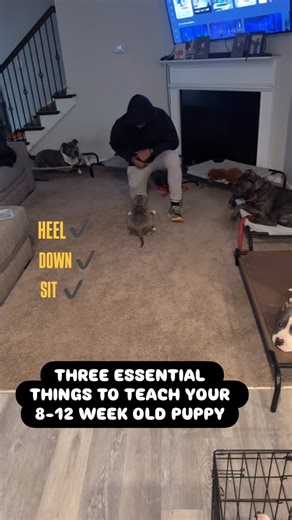 MK9 on Instagram: "This age is a puppy’s prime learning window. Teaching sit and down now builds impulse control, focus, and calm behavior before bad habits start. These skills become the foundation for all future training leash manners, stays, and real-life safety. Early training = confident puppies, faster learning, better results for life. ✨🐾 #puppylove #puppy #puppytraining #pitbulls #dogoftheday"
