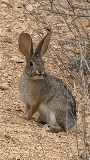 How Jackrabbits Use Their Huge Ears to Stay Cool 🐇 #Shorts