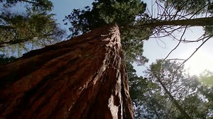 How planting a tree helps the environment