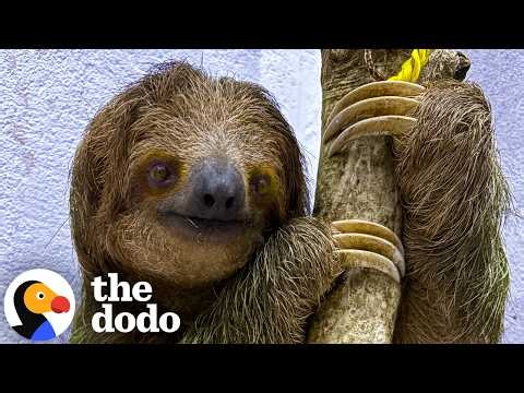 Baby Sloth Clings To Mom After Being Saved From Traffickers | The Dodo