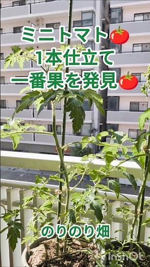 [Daily Balcony Gardening] Mini Tomatoes in a Planter - Single Stem Training ♪ | The First Fruit H...