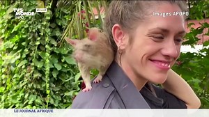 418K views · 70 reactions | Si vous considérez les rats comme des animaux nuisibles, inutiles, sachez qu'ils pourraient un jour contribuer à sauver des victimes des catastrophes naturelles. | TV5MONDE Afrique | Facebook