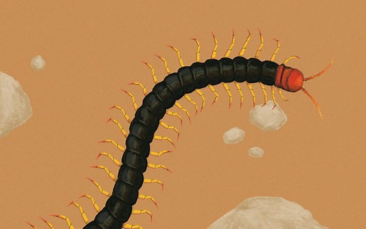 Hell on 42 Legs: Get to Know the Texas Redheaded Centipede!