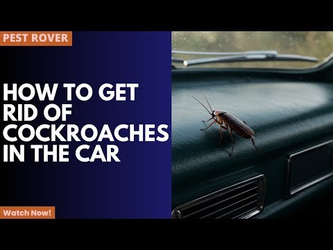 How to Get Rid of Cockroaches in the Car: Rid roaches in your car