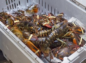 Should Canada ban lobster boiling? Here’s what one professor says