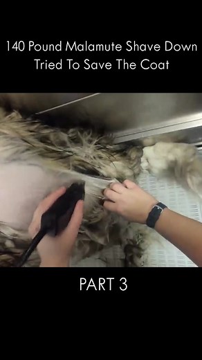 140 Pound Malamute Shave Down - Part 3 #pet #dog #grooming