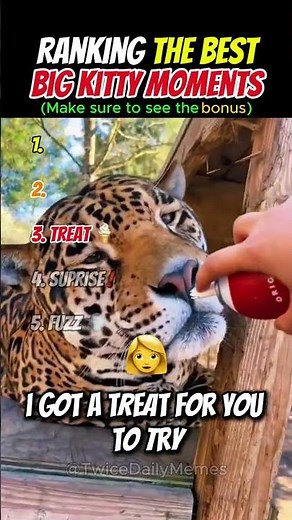 Fun Fact Below! Ranking Big Kitties That Think They're House Cats