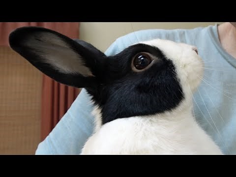 How smart are rabbits?
