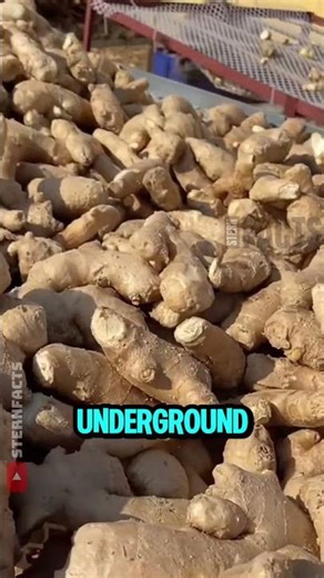 How Young Ginger Gets Its Unique Taste