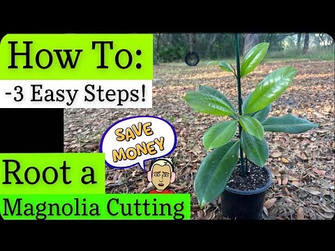 How To: | Root Magnolia Trees |3 Easy Steps! #gardening #howto