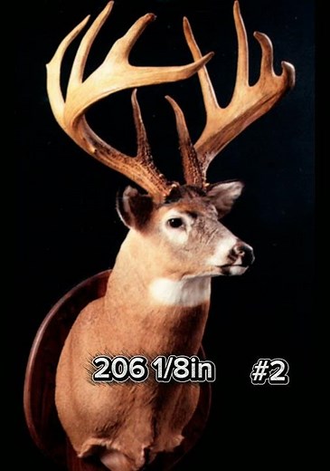 What's the biggest buck you've ever shot? #hunting #deer #deerhunting #bowhunt #bowhunting #bigbucks