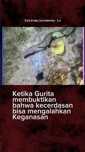 Fakta Gurita