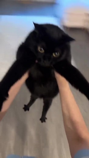 Cute Baby Cat Hugs: Adorable Pet Moments