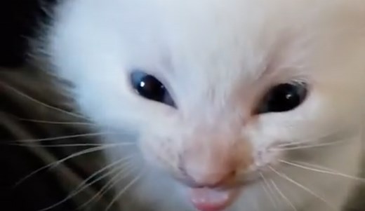 Hi Herbert | Know Your Meme