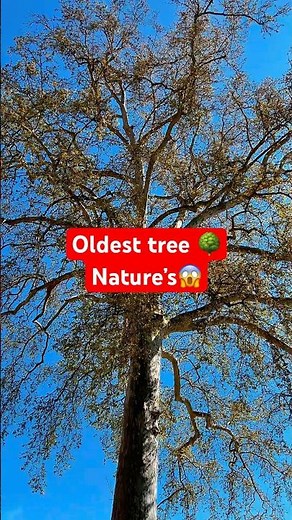 Meet the World Oldest Living Tree 🌲⏳