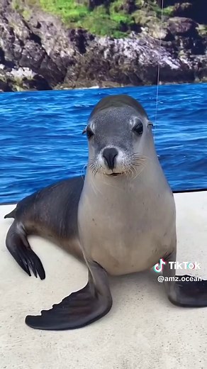 Leopard Seals vs Sea Lions: Nature's Opposites