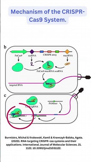 CRISPR CAS 9 Gene Editing #GeneEditing #Cas9 #Biotechnology #GeneticEngineering #DNA
