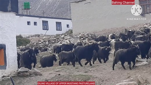 Himalanya Goats (Chyangra) are grazing around Ghilling of Upper Mustang. #nepal #upper #mustang #himalayan #goats #chyangra | Dhiren Sustocha Bahing