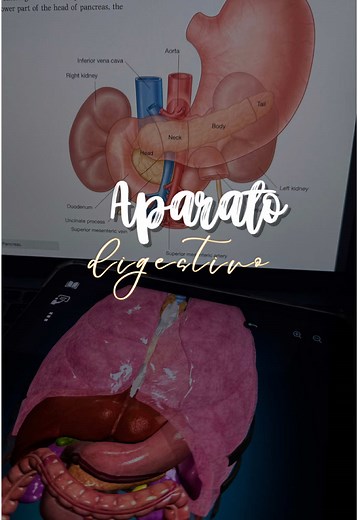 Repaso del Aparato Digestivo: Funciones y componentes