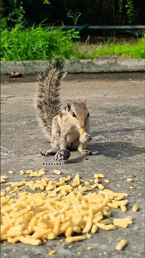 Cute Squirrel Eating Food From Close Up | Heart-Melting Wildlife Moment 🐿️💕 #shorts